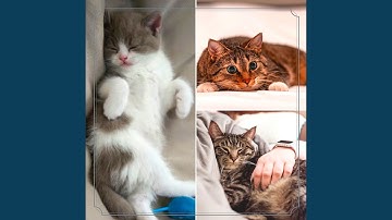 Wonderful Backdrops for Mysterious Cat