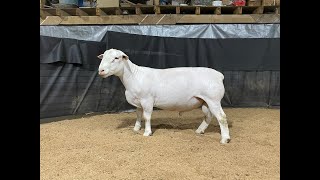 4555 Yearling Ram Online at Tays Realty & Auction, LLC