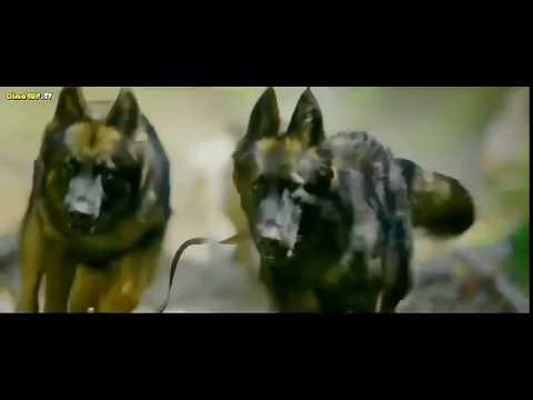 اقوي مشهد في فيلم كلب بلدي 