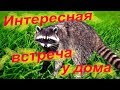 ИНТЕРЕСНАЯ ВСТРЕЧА У ДОМА ..... ЕНОТЫ !!!