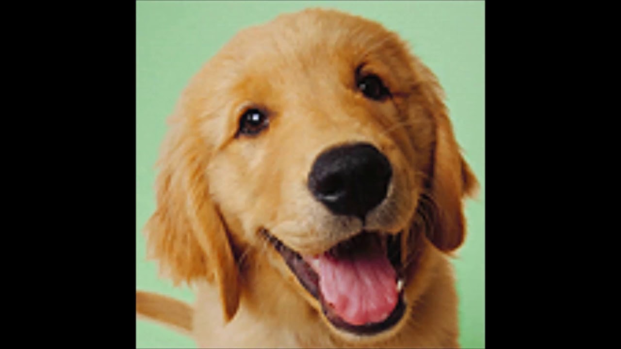 All Windows User Account Pictures Download Free from... - youtube