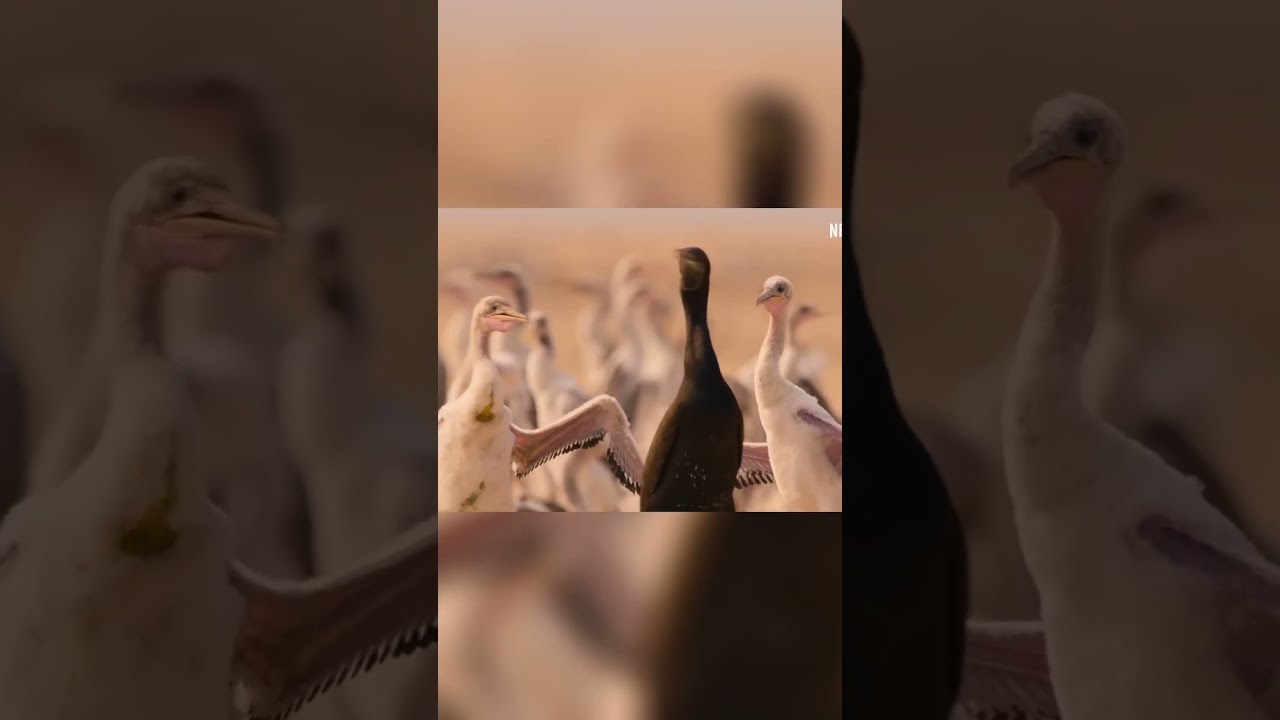 Exciting Wildlife Encounter Adult Birds Feeding Their Chicks in the Desert