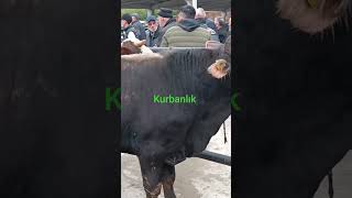kurbanlık hayvan videoları