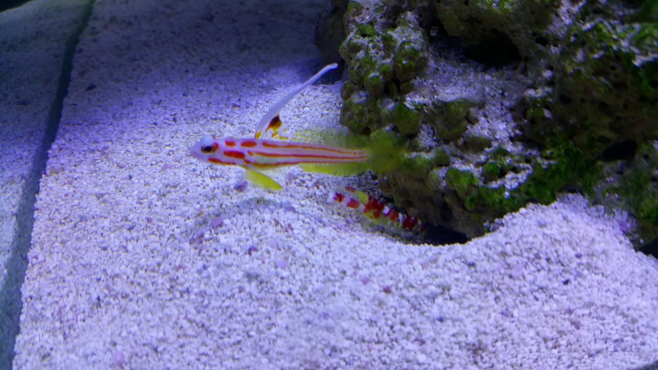 red banded pistol shrimp