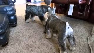 legacy schnauzers