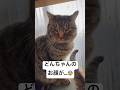 臆病で繊細な猫達は、日々我慢の連続。そんな猫達の辛さや苦しみを軽減できたらと、毎日猫達の元へ通っています。皆様からの沢山の贈り物は大切に大切に使わせて頂いております！本当にありがとうございます