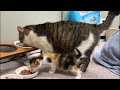 夜の保護猫シェルター新生児室
