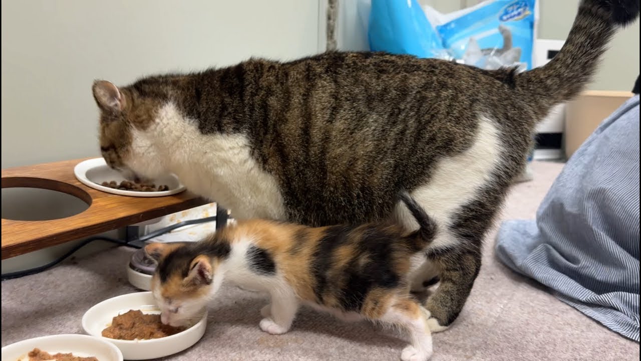 夜の保護猫シェルター新生児室