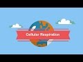 Cellular Respiration: The Powerhouse of Life