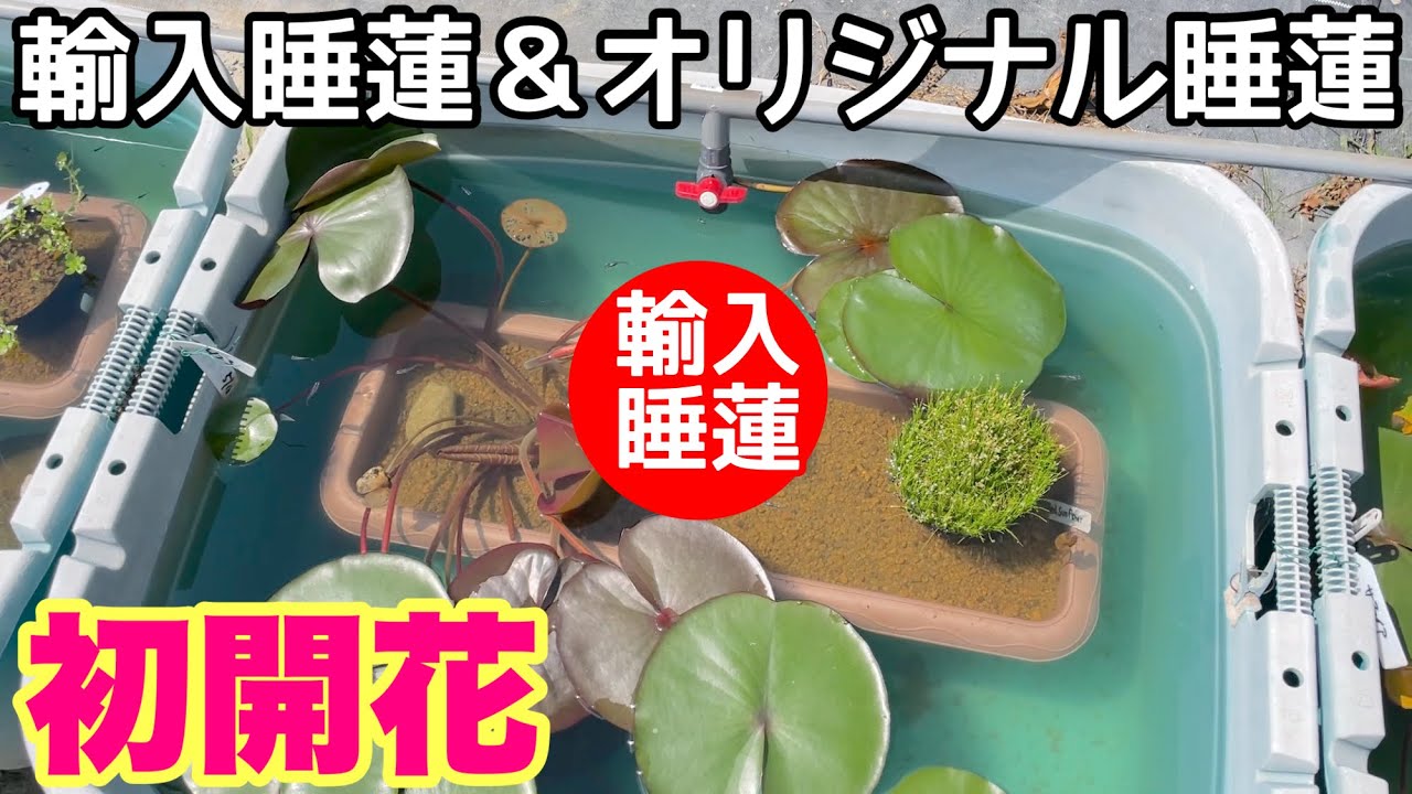Imported water lilies and original domestic water lilies are in