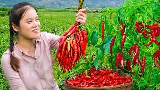 Harvesting Chili Garden Goes To The Market Sell - Building Bamboo House For Pigeons | Mu Spring