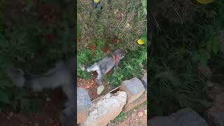 #cat #cute #kitten #animals #funny #edukidstv #baalgeet #catsounds #beautifulkittens #kittenplaying