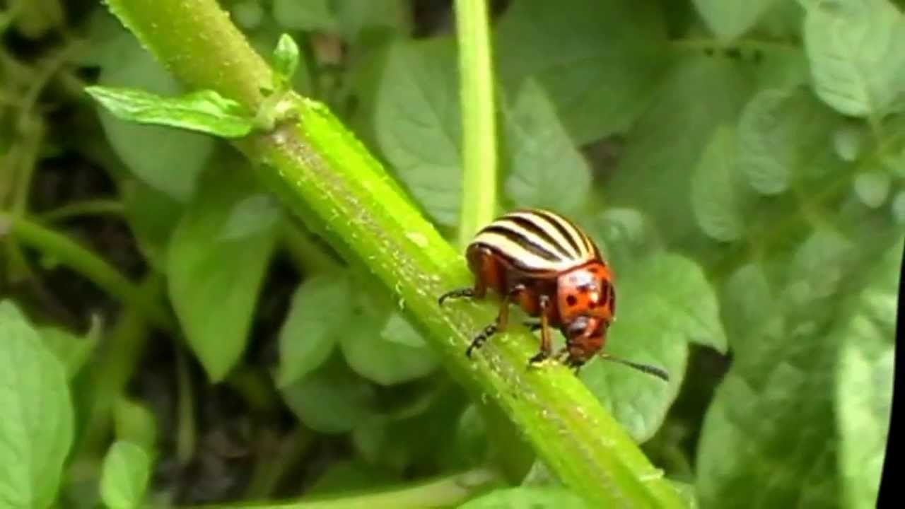 pirbio rovarok és kártevők ellen)