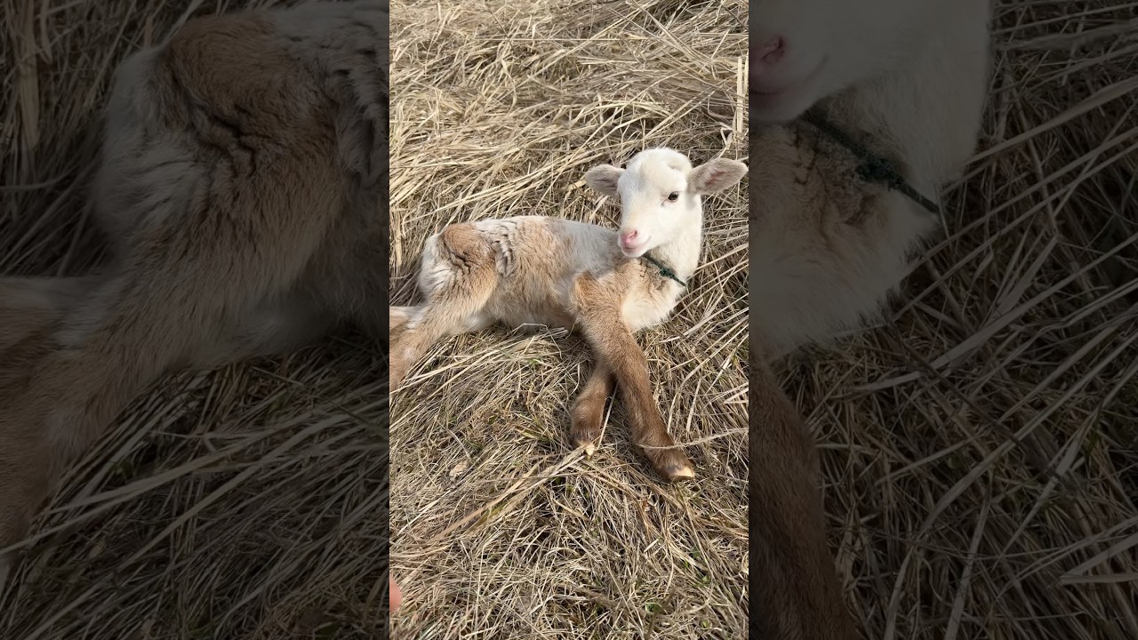 Ягнёнок бежал бежал за своей мамкой в итоге отстал от общего стада решил прилечь отдохнуть