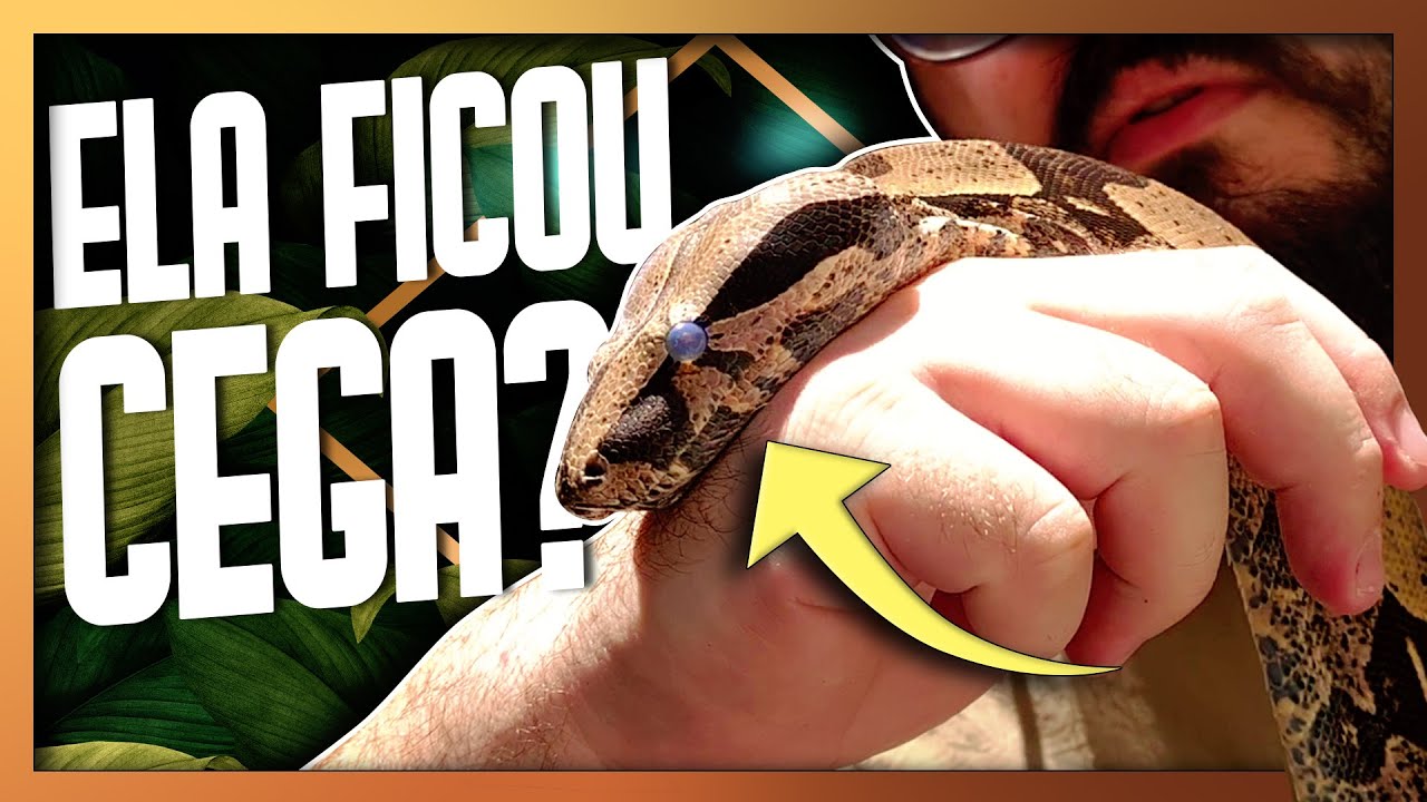 Troca de PELE das SERPENTES - Como evitar problemas na troca de pele das COBRAS - Biólogo Tai