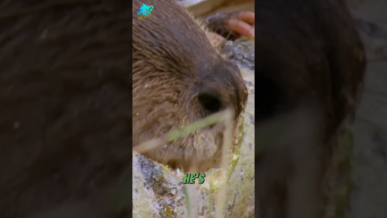 Beavers: Nature’s Incredible Engineers | Save Wildlife 