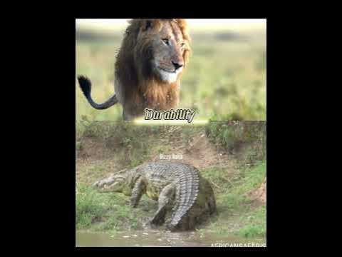 African Lion vs Nile Crocodile #1v1 #animals #lion #crocodile #mammals