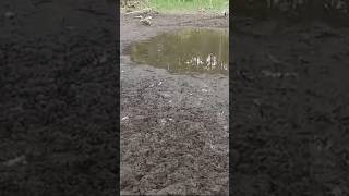 Замор рыбы . Вода ушла .