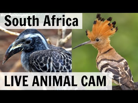 LIVE Animals and Birds! - South Africa (Hornbills, Bushbaby, and Genets)