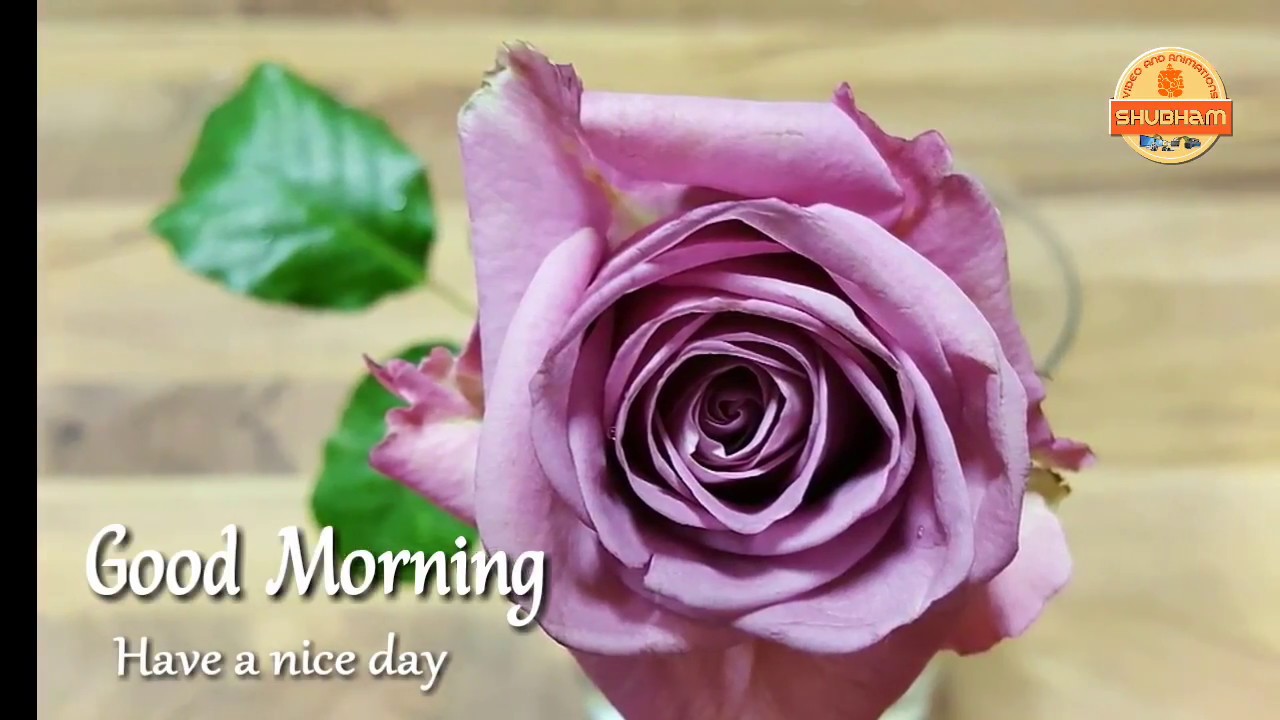 Whatsapp Status Video Good Morning Video Songs download 2018 YouTube