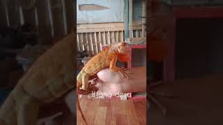 masih galak dapat dari pohon iguana red