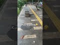 Banyak kucing2 disekitar jogging track #straycat #kucing #kucinglucu #indonesia