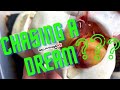 Egg cutting Enchi Dreamsicle Clutch. Vlog # 2