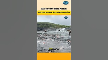 Bạn Có Thấy Lãng Phí Khi Gấu Nâu Alaska Ăn Cá Hồi Như Đổ Đi | Biết Thêm Chút #nhungsuthatthuvi