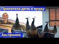 Павлины. Дикие. У меня во дворе! (видео 268)