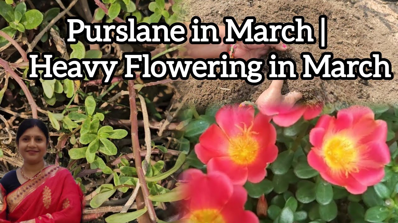 Purslane in March | Heavy Flowering in March 🌿