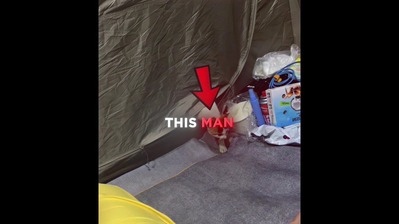 Этот мужчина спасает бродячую кошку 