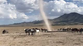 Surprise dust devil herding horses in Rush Valley, Utah! (July 2021)