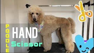 Standard Poodle Hand Scissor | 8 Months Old (No Commentary)