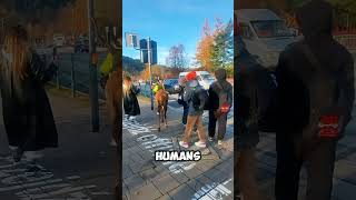 Amazing Sight A Deer Roams The Streets Like A Neighbor