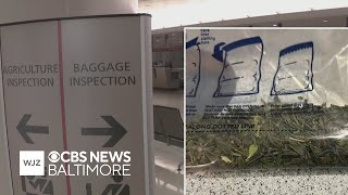 Customs official speaks to recent khat busts at area airports