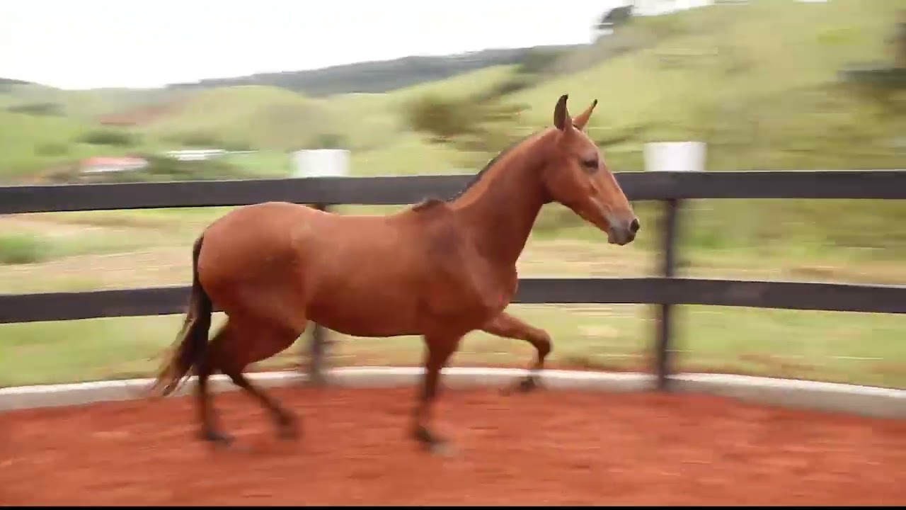 LOTE 32 GALÁTICA RFV2