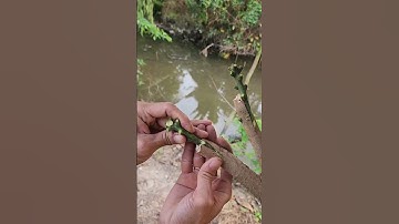 Plant grafting and tree care techniques #2525