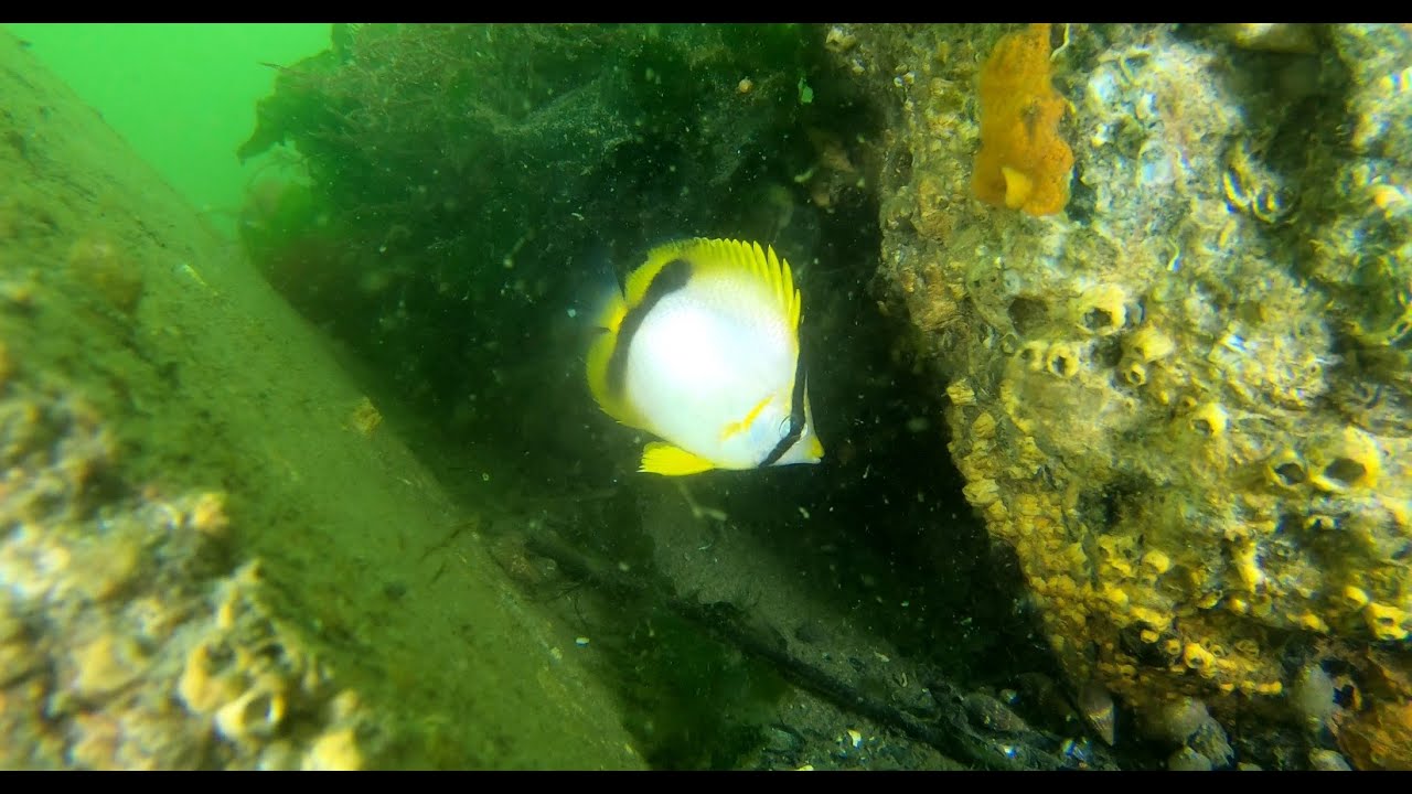 October NJ Shore Diving and the water is starting to get cold