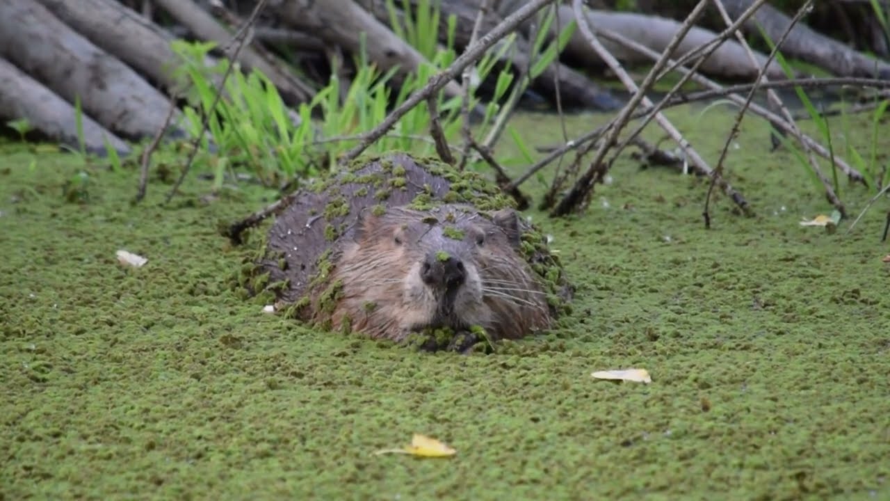 Monte Verde Beaver & Orange (Iron Fortified) Teeth