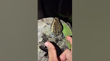 Jump Funny Frog | Catch frogs the boing boing funny | Funny Froggy | Funny Toad | Funny Frogs