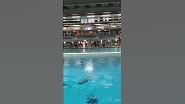 301c Diving Video