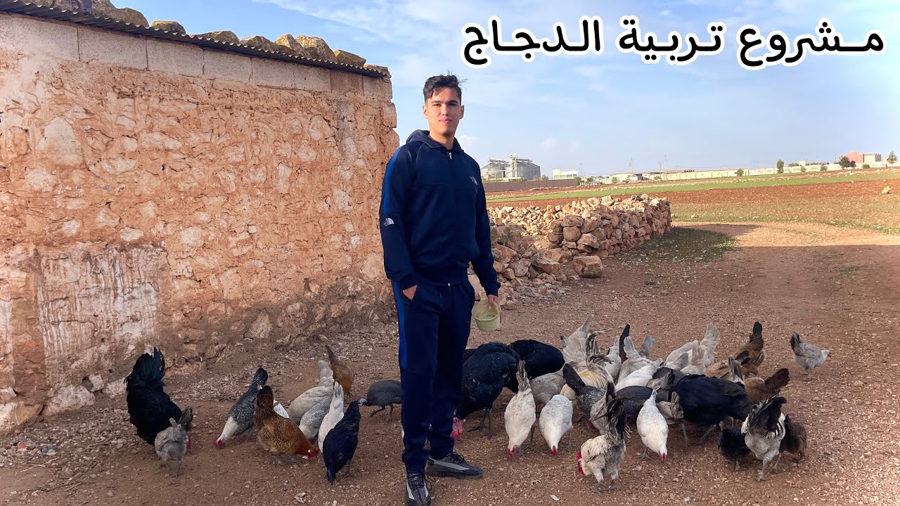 بداية مشروع تربية الدجاج في البادية | شراء كلب مالينوا🐕