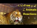 آزاد کئے جانیوالے جانوروں کے ناقابل یقین ری ایکشن Animals Set Free For The First Time