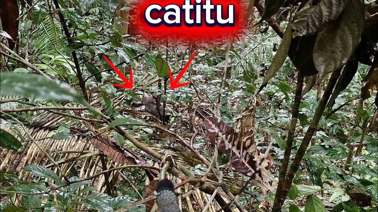 Catitu 🐗 na ceva de milho 🌽 