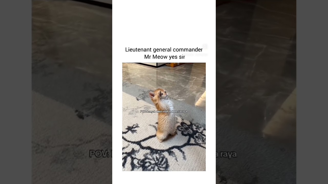 Cat general 🤭