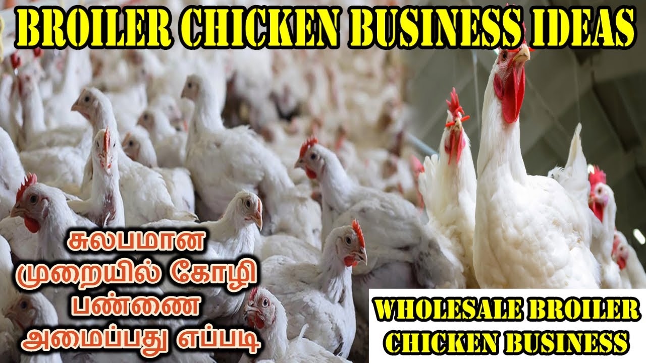 Broiler Chicken Business Plans Broiler Chicken Farming Business Plan