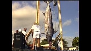 Pêche au Gros Réunion  ( Requins,Coryphène, Thon, Marlin, Bonites, Wahoo)