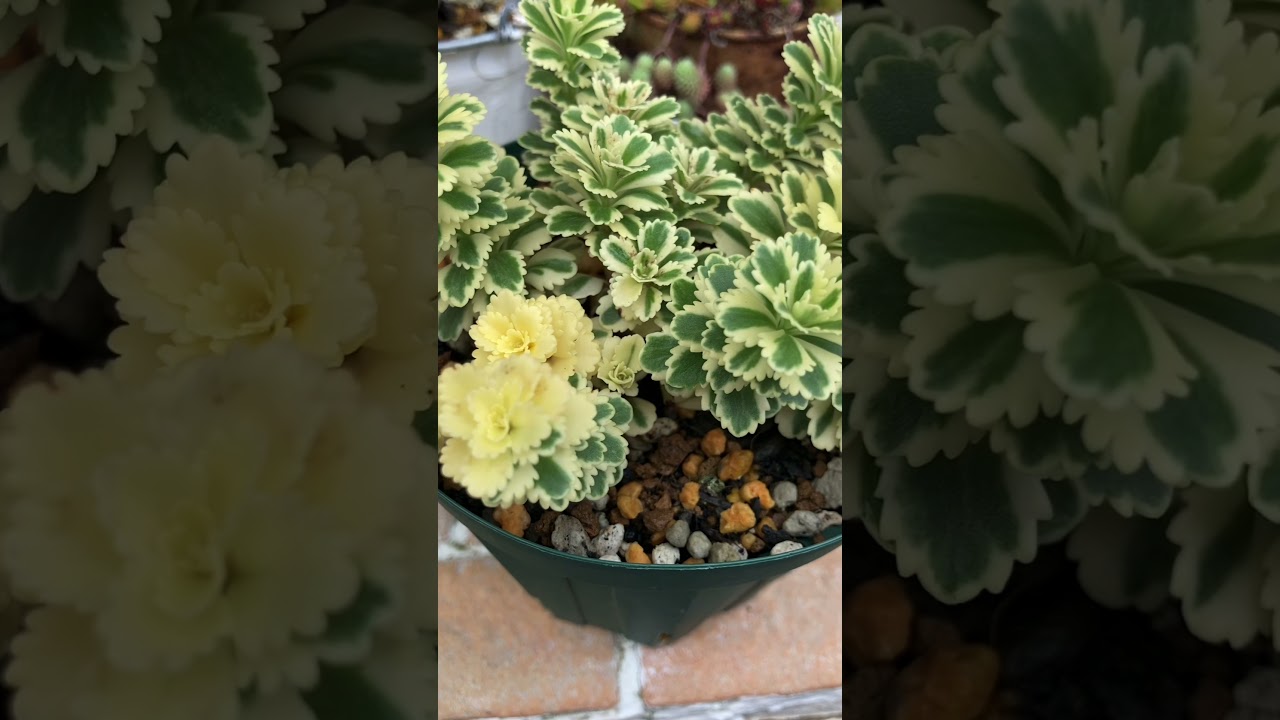 多肉植物 アトランティス 紅葉してた時は黄色の部分がピンクに もりもり増えろ Shorts Youtube