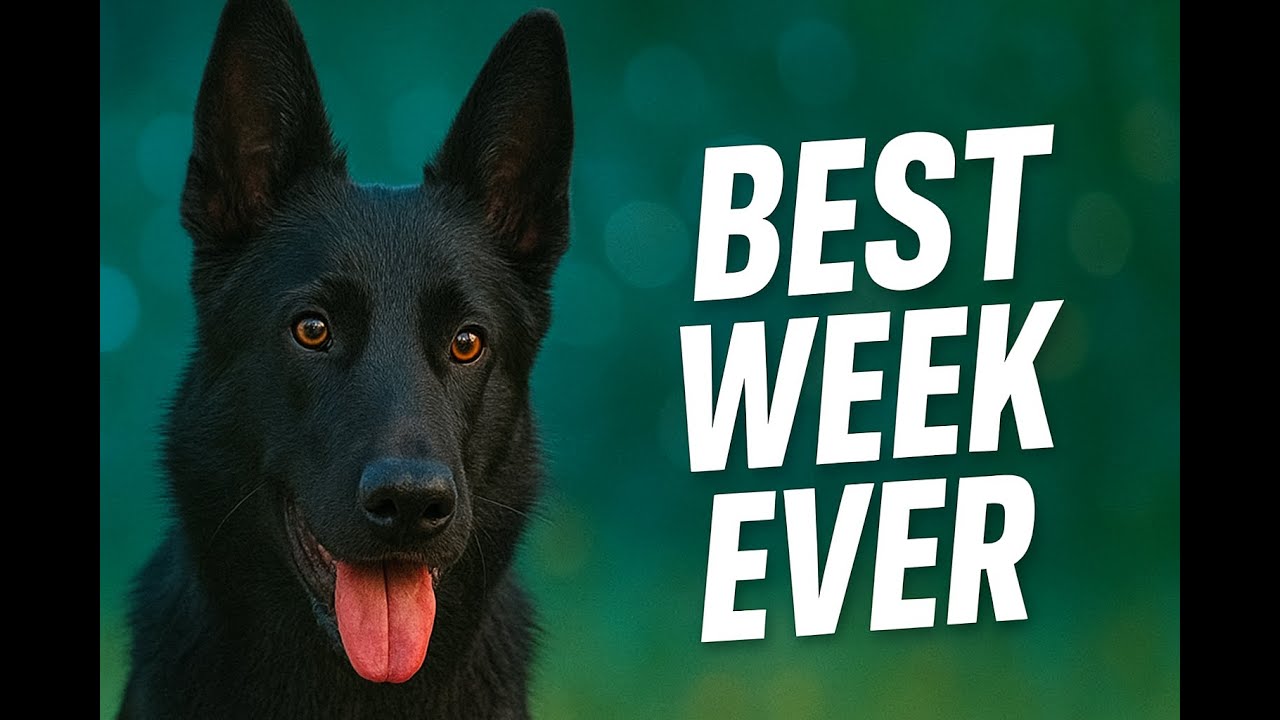 20251116 | One walk. Endless smiles with my dog 🐾☀️