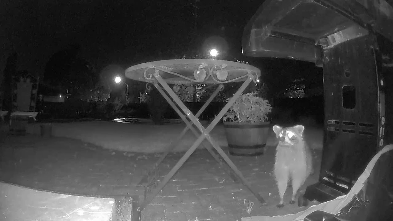 A hurt raccoon in our backyard every night